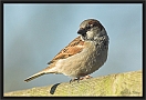 huismus DSC_0033-01